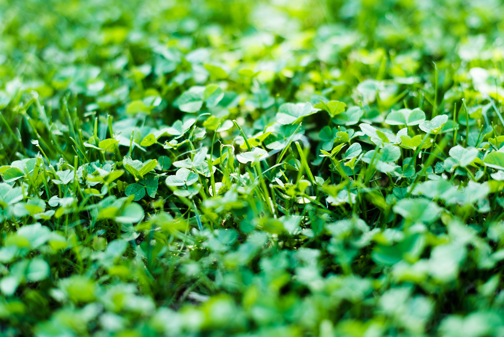 How to Build a Butterfly Garden