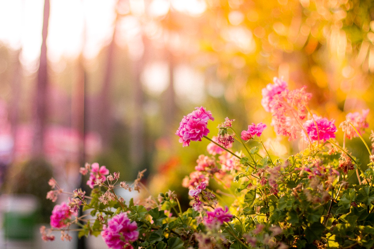 Landscape a flower garden
