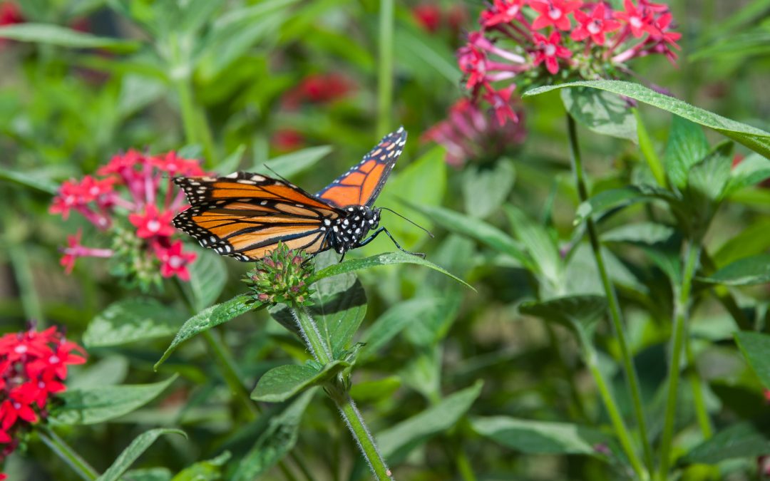 Attracting Pollinators like Bees and Butterflies to Your Garden