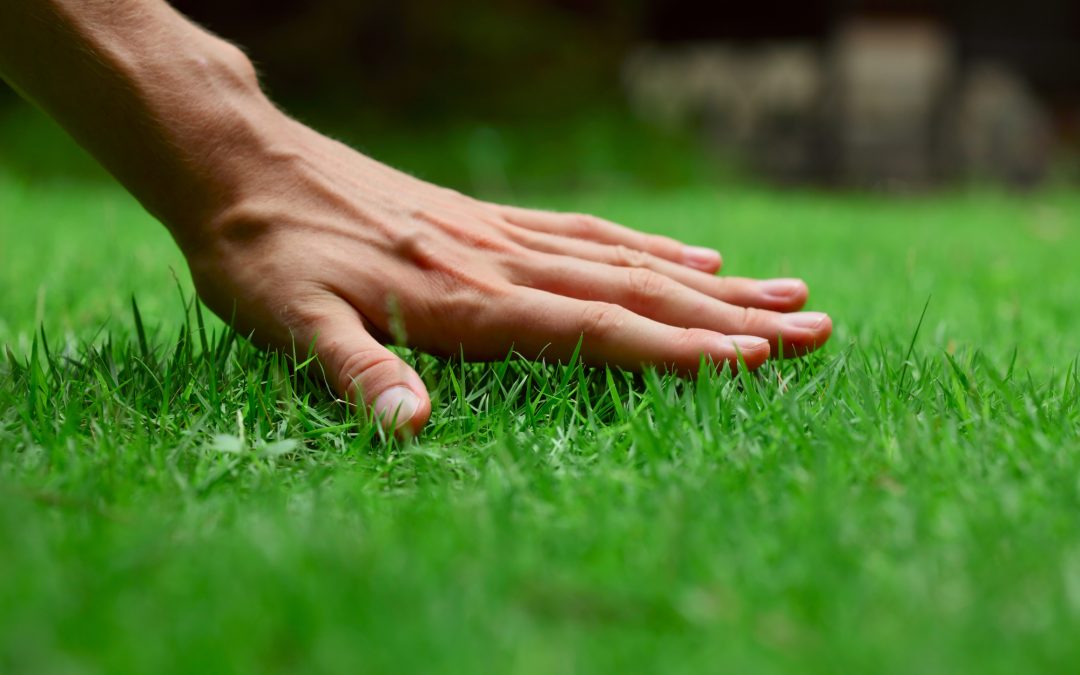 Eco-Friendly Lawn Care: How to Maintain Your Lawn Sustainably